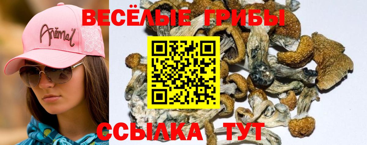 Псилоцибиновые грибы мицелий  где можно купить наркотик  Назрань  Вход с VPN 
